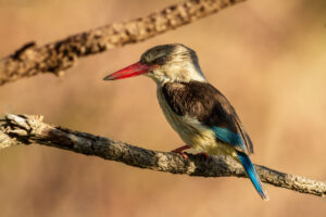 Brown Hooded Kingfisher