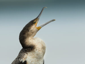 2c5be5c8-ec4d-45d2-ad7a-eb4bd89f940f_rw_1920