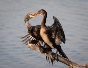 Reed Cormorant