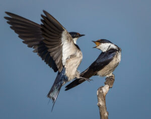 White-throated Swallow