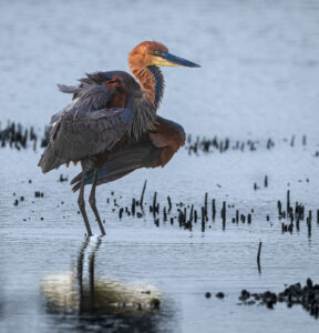 Goliath Heron