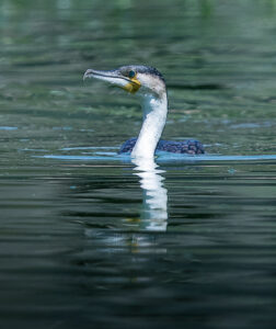 7258d08a-bdc7-45b6-9ec8-1e930fafcd08_rw_600