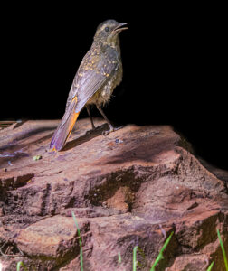 8dac1adf-47a2-4e33-97ca-6a374ad12346_rw_1920