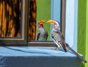 Southern Yellow-billed Hornbill