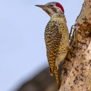 fec5af64-1727-4168-bed8-862c2ef63aa8_rw_1200